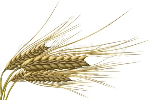 vector wheat grain1